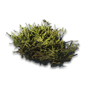 Moss