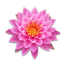 WaterLily