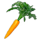WildCarrot